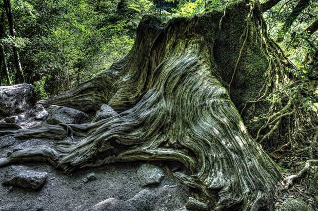 Фотография: Леса на острове Якусима №4 - BigPicture.ru