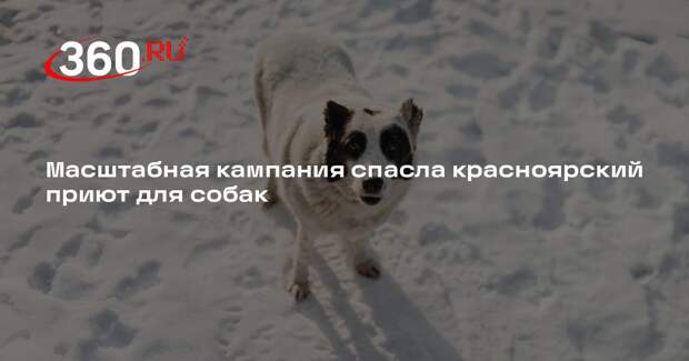 Масштабная кампания спасла красноярский приют для собак
