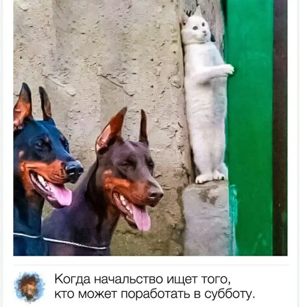 - Папа, а как звали тещу Адама? - У него не было тещи, сынок... Он жил в раю разговаривает, возрасте, ПРОТИВ, Кулакова, колет—, выкидыша, знаешь, черепашка , ребятами, дворе, Орехи, отвечает, такое, трансвестит, кошелька, Знаешь, сынок, точно, пойди, кухню