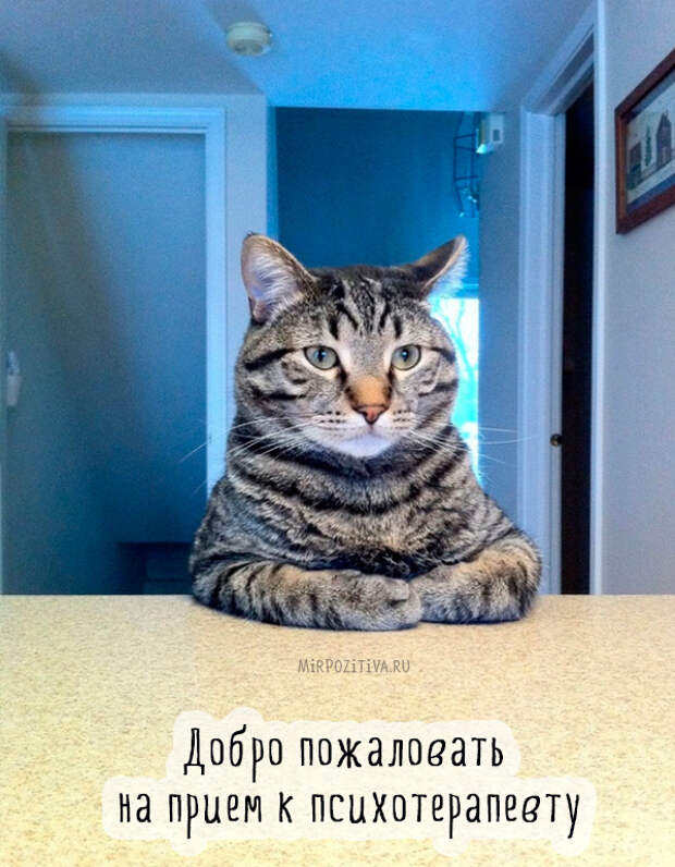 кот психотерапевт кот психотерапевт