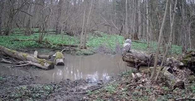 На границе Тульской области заметили длиннохвостую неясыть