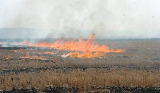 Штрафы за несоблюдение правил пожарной безопасности в лесах увеличили в Забайкалье