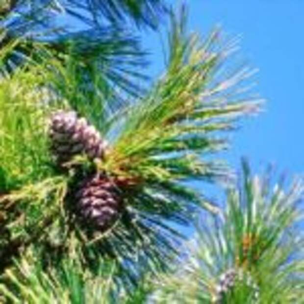 Международный проект «Сад памяти»