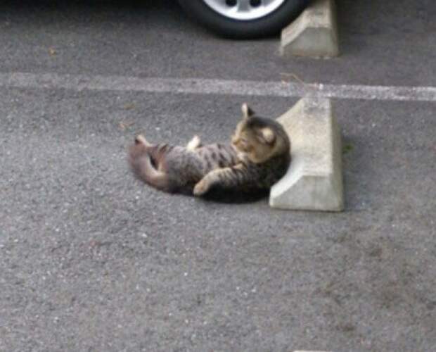 Кошки спят на парковочных бамперах, как на подушках