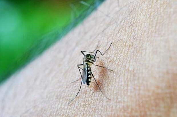 Стало известно, кого чаще всего кусают комары