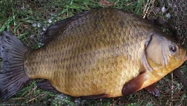 Секреты ловли весеннего карася: как не прозевать начало клёва