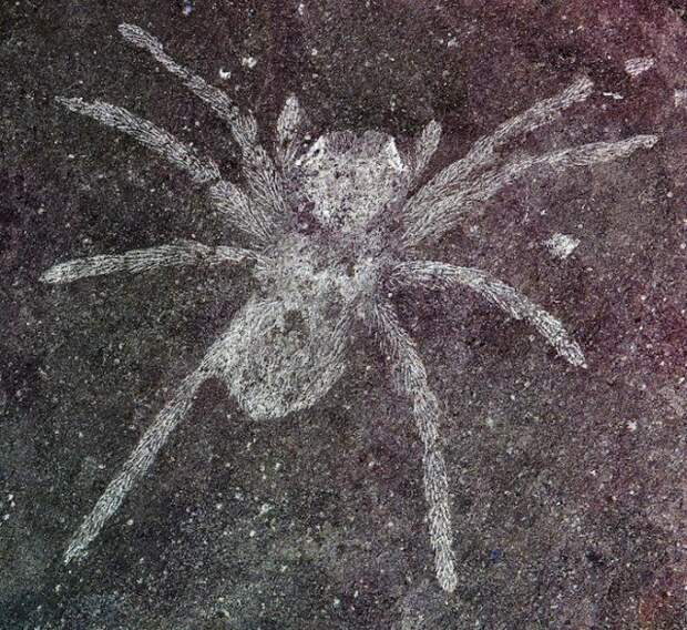 Ученые обнаружили пауков возрастом 110 млн лет