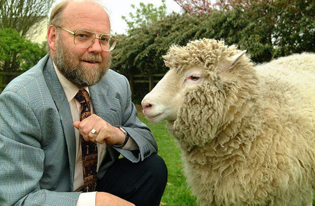 Британский профессор и эмбриолог сэр Иэн Уилмут из Эдинбурга прославился в 1997 году, когда он представил первого млекопитающего, которое было клонировано из взрослой клетки. Этим млекопитающим стала овца Долли