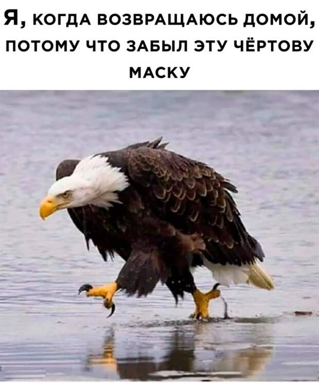 Смешные фото 6 августа 2020