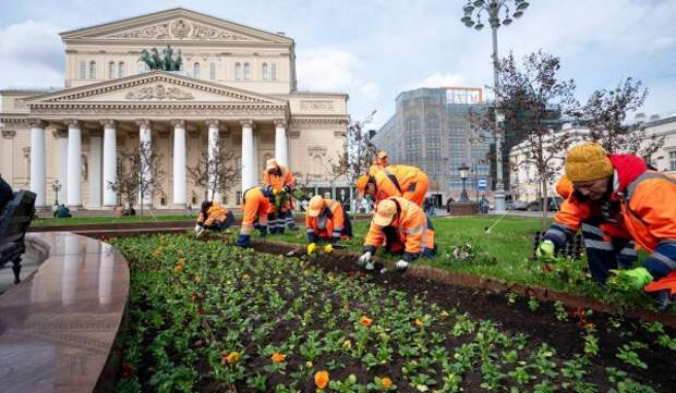 Клумбы Москвы украсили более 4,6 млн. цветов виолы