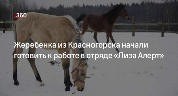 Жеребенка из Красногорска начали готовить к работе в отряде «Лиза Алерт»