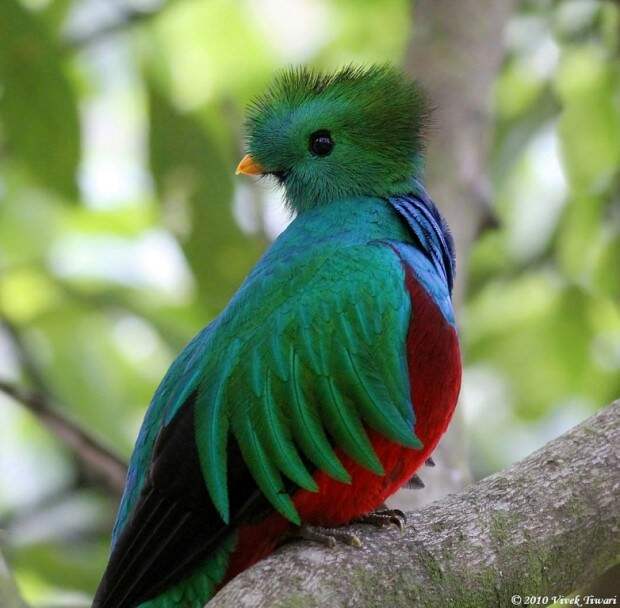 Квезаль или кетцаль (лат. Pharomachrus mocinno) (англ. Resplendent Quetzal)