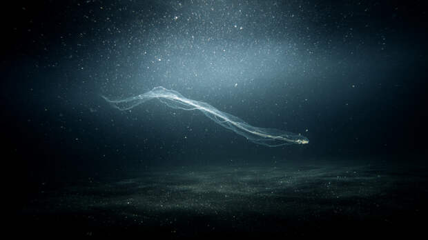 Ученые нашли на дне океана 30 тысяч необычных видов существ