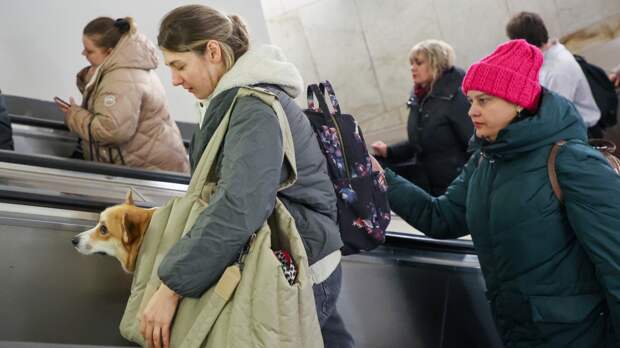 Кинолог Голубев напомнил об опасности турникетов и эскалаторов для собак