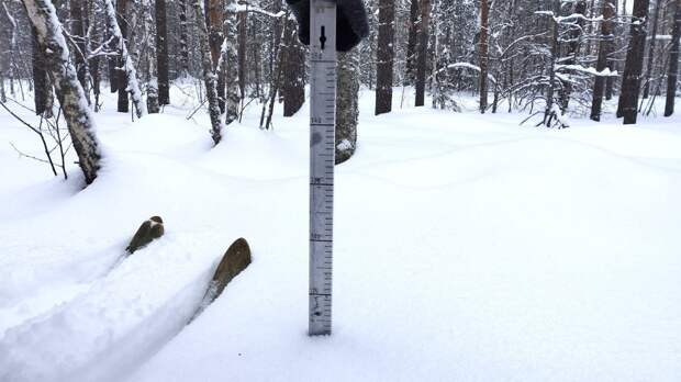 Высота снега в Окском заповеднике достигла рекордных 100 см