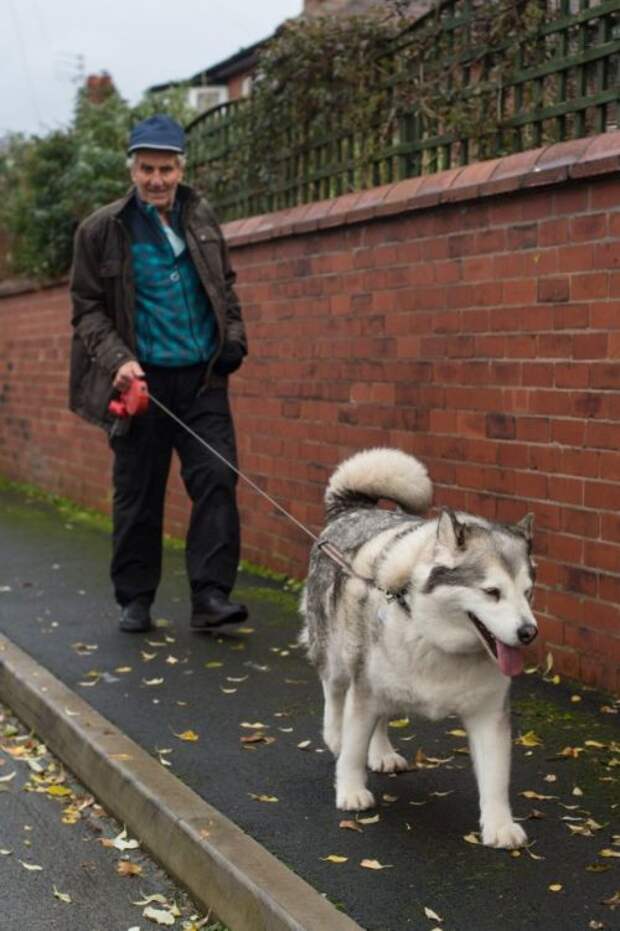 В Великобритании оправдали собаку, оказавшуюся слишком толстой для нападения (4 фото)