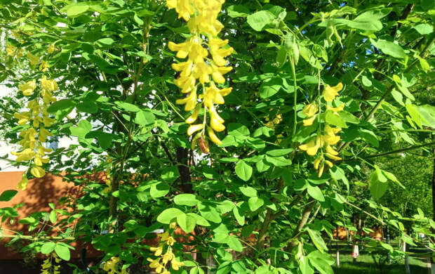 Прогноз на последнюю полную неделю апреля на Кубани: от 5 градусов ночью до 32 днем и снова вниз