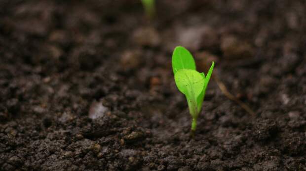Опытный огородник рассказал, почему майская рассада бьет все рекорды