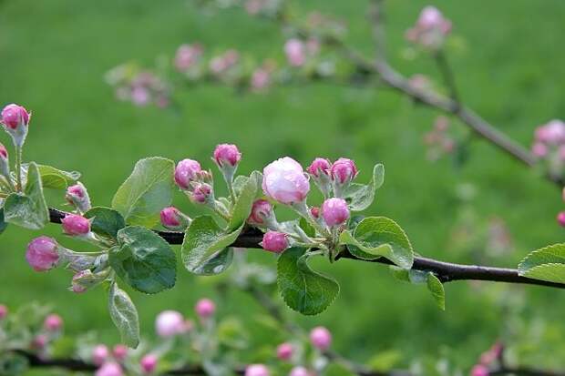Розовые нераспустившиеся бутоны яблони
