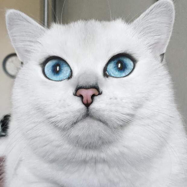 Встречайте кота с самыми красивыми в мире глазами (18 фото)
