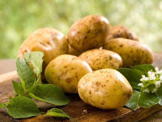 Картинки по запросу картофель