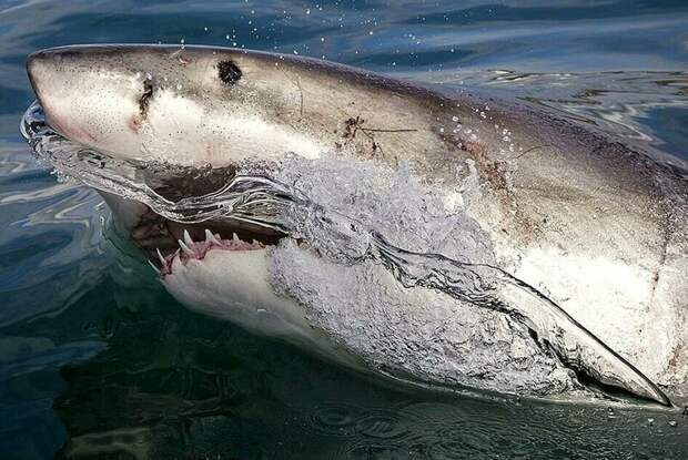 Калифорнийский фотограф заглянул в пасть морскому дьяволу Большая белая акула, акула, животные, морские хищники, нежданая встреча, удача фотографа, удачное фото, хищники