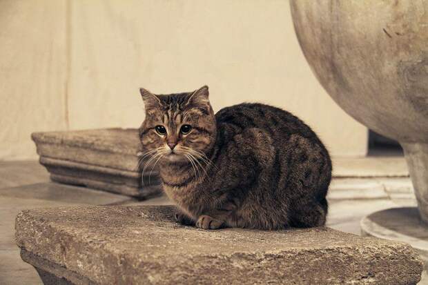 11 милых фото кота, который живет в мечети Святой Софии