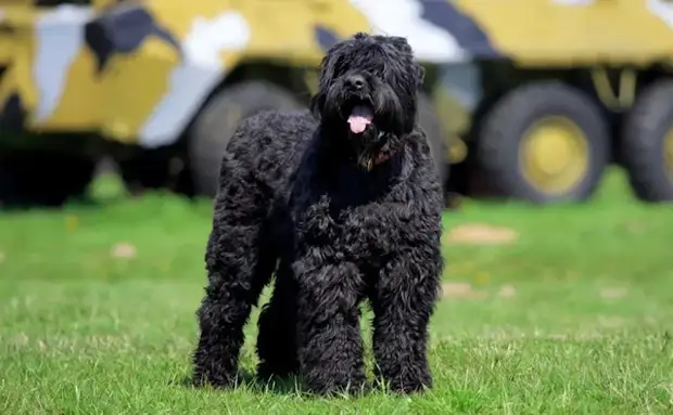 русский черный терьер