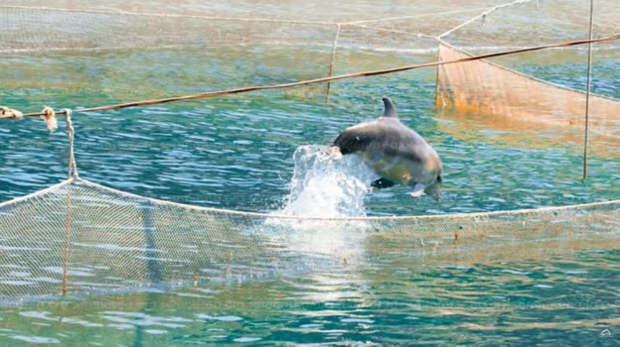 В Балаклаве спасли дельфинёнка (ВИДЕО)