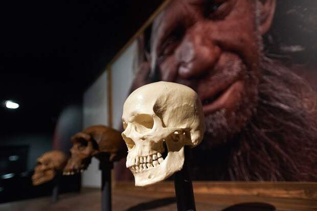 Ученые: неандертальцы слышали почти так же, как современные люди