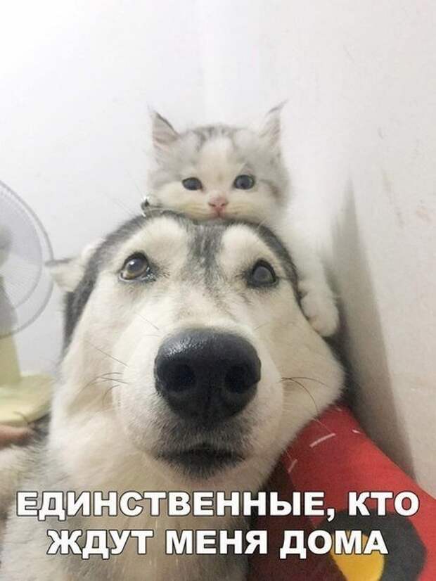 2861807622 (453x604, 116Kb)