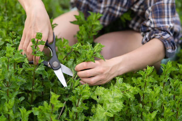 F&F: экстракт мелиссы может подавлять воспалительные гены в мозге