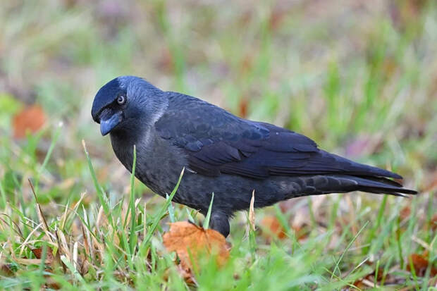 Биолог Маевская объяснила, почему нельзя кормить птиц весной