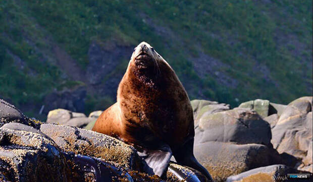 Фото: Морской лев сивуч 