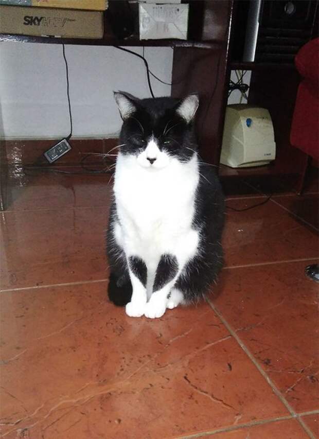Кошки с причудливым окрасом шерсти коты, кошки, прикольный окрас кошек.