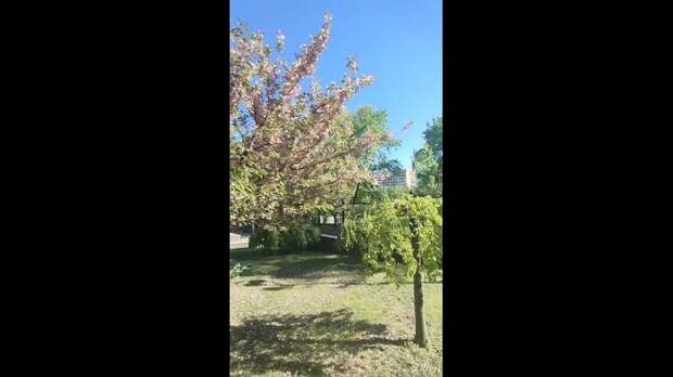 Video: VivaCut_video_1746291227814_HD.mp4