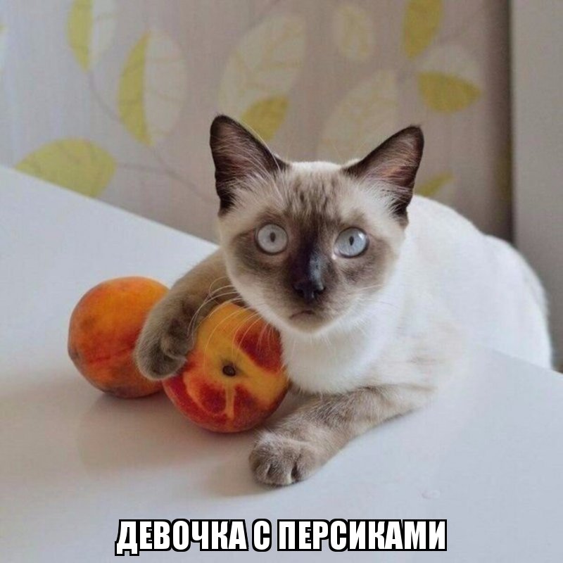 Субботний котопост коты, кошки, приколы с котами., смешные коты