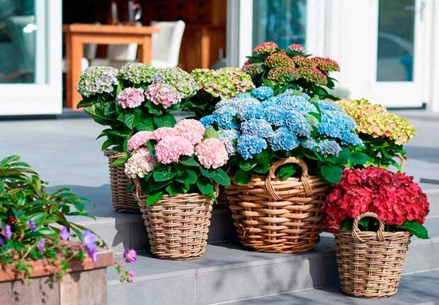 Комнатное растение Гортензия (Hydrangea)