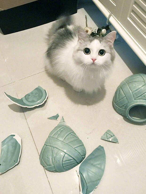 Домашние животные нарушили уют, но ни о чём не жалеют