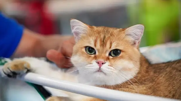 Стал известен самый популярный домашний питомец в России