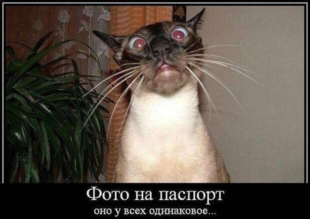 Прикольные демотиваторы для веселья (11 фото) Прикольные демотиваторы для веселья (11 фото)