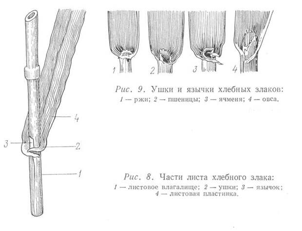 Это поле - точно пшеничное!