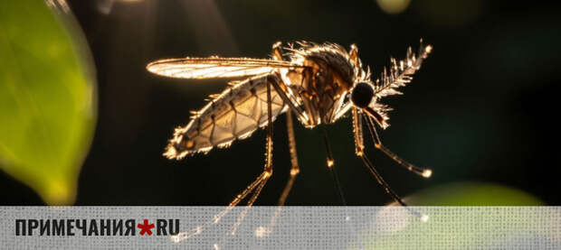 Лето будет с комарами: из‑за снежной зимы и паводка ожидается всплеск численности насекомых