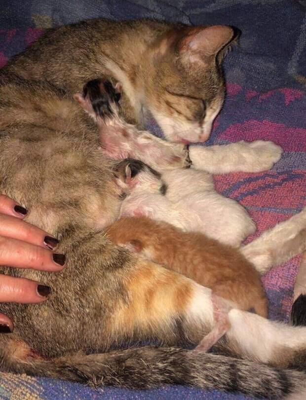 Котята и рука Кошка кормит котят