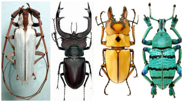 У насекомых все как у людей - они тоже делятся на букашек и жуков жуки, интересное, красивое, насекомые