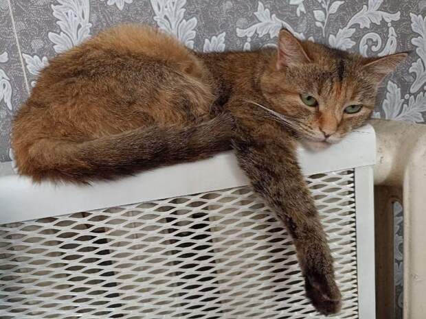 Когда в Смоленске отключат отопление?