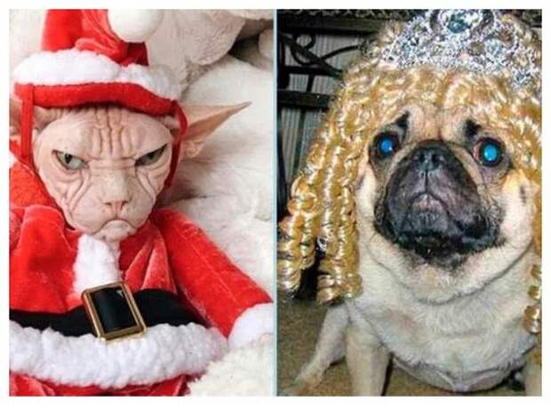 Кот в костюме Санта Клауса и собака с париком и короной на голове