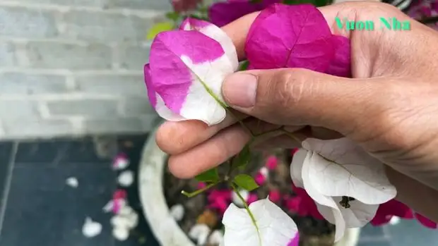 Как вырастить 5 разноцветных цветов на одном кусте. Соседи обзавидуются