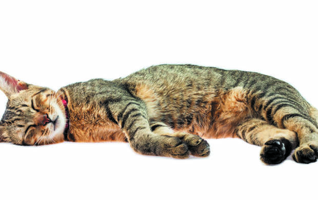 Россия возглавила мировой рейтинг стран-кошатников