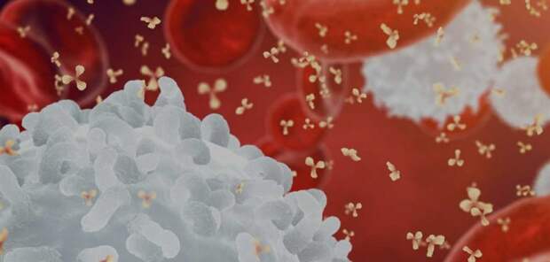 Биологи предложили бороться с вирусами при помощи комбинации антител